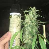 The KushBrothers Seeds Yellowstone - ein Foto von LordMaul