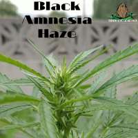 Third Eye Genetics Black Amnesia Haze - ein Foto von ThirdEyeGenetics