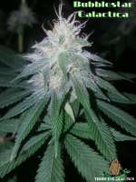 Bild von ThirdEyeGenetics (Bubblestar Galactica)