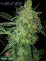 Third Eye Genetics Harambe - ein Foto von ThirdEyeGenetics