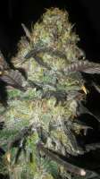 Third Eye Genetics Sorcerer - ein Foto von Dankquantum