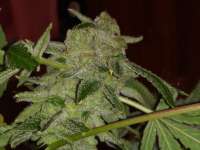 Third Eye Genetics Terp Wine - ein Foto von Becky