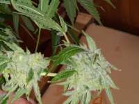 Third Eye Genetics Terp Wine - ein Foto von Becky