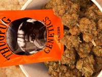 ThugPug Genetics Glukie Breath - ein Foto von Dutchman420