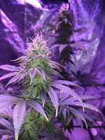 Top Dawg Seeds Guava D - ein Foto von superbuds