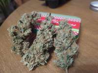 Bild von Samiam (Sour Super Skunk)