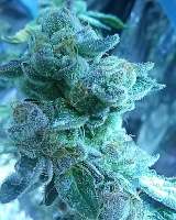 Top Dawg Seeds Star Cookies - ein Foto von Mg2009