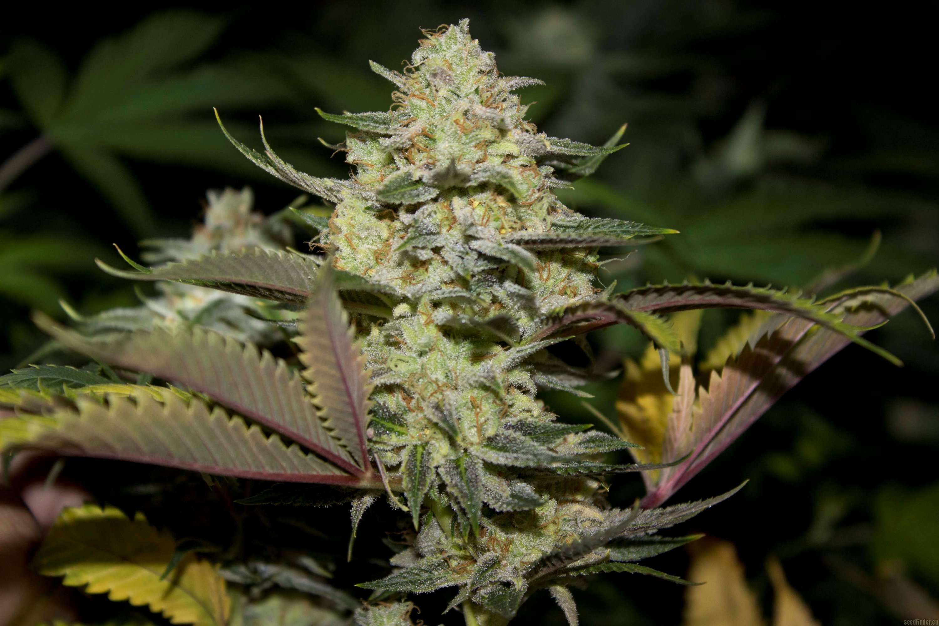 Top Dawg Seeds Stardawg