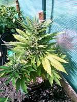 Top Tao Seeds Micron Auto Tao - ein Foto von Crowrover