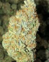 Treeology Genetics White Fruit of Atlantis - ein Foto von DisastaGreenThumb