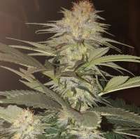 Trichome Jungle Seeds Sour Mantis - ein Foto von GrowerX