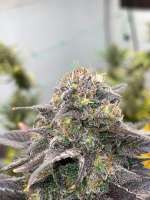 Trichome Kings BlackCandyLand x Burmese - ein Foto von TrichromeKings