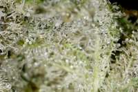 Trichome Kings Debbie Does Dallas - ein Foto von TrichromeKings