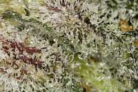 Trichome Kings Debbie Does Dallas - ein Foto von TrichromeKings