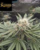 Trichome Kings Grandpa's Pink Taco - ein Foto von TrichromeKings