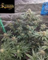 Trichome Kings Grandpa's Pink Taco - ein Foto von TrichromeKings