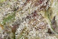 Trichome Kings Pink Taco - ein Foto von TrichromeKings