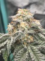 Trichome Kings The Mandala Effect - ein Foto von TrichromeKings