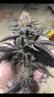 Triple Ott Organics Oregon Mintz - ein Foto von Beseeding