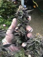 Triple Ott Organics Oregon Mintz - ein Foto von Beseeding