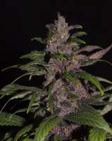 Tropical Seeds Company Red Monster - ein Foto von flashgordon