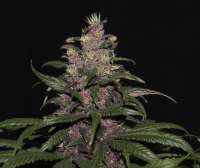 Tropical Seeds Company Red Monster - ein Foto von flashgordon