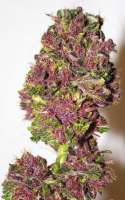 Tropical Seeds Company Smooth Smoke - ein Foto von admin