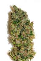 Tropical Seeds Company Smooth Smoke - ein Foto von admin