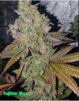 True Grit Genetics Fujimo Max - ein Foto von TrueGritGenetics