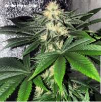 True Grit Genetics Fujimo Max - ein Foto von TrueGritGenetics