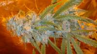 Bild von trumpseeds (Bruce Banner X Girl Scout Cookie)