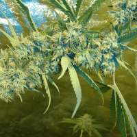 Trump Seeds Ghost Train Haze X Bruce Banner #3 X Girl Scout Cookie - ein Foto von trumpseeds