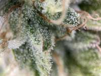 Twenty 20 Genetics MMXX - ein Foto von growusa