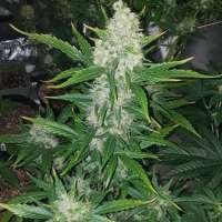 Bild von Unicornboysgenetics (Midnight Cheese)