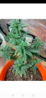 Bild von UnicornBoysGenetics (Sweet Fire Purple Skunk OG)