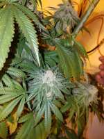 United Cannabis Seeds Grease Monkey - ein Foto von MrGreenJean