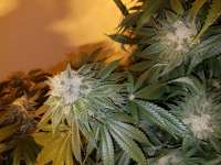 United Cannabis Seeds Grease Monkey - ein Foto von MrGreenJean