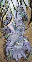 Unknown or Legendary Lapis Mountain Indica - ein Foto von mojavegreen