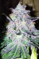 Unknown or Legendary Lapis Mountain Indica - ein Foto von mojavegreen