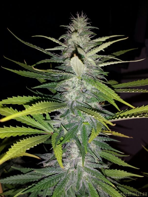 Unknown or Legendary Pineapple Kush