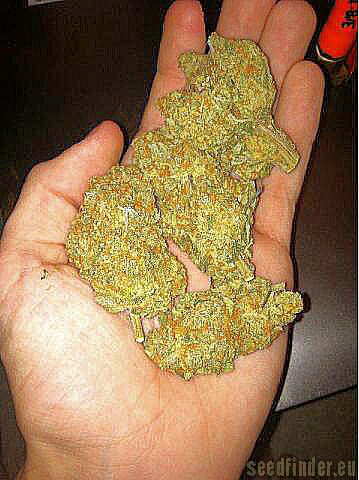 Unknown or Legendary Platinum Bubba