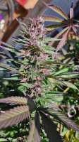 Bild von buzz67 (Purple Bubba Kush)