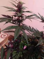 Bild von budmaster (Purple Punch)