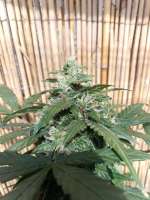 Bild von ElmoUnleashed (Auto Sour Fruit Dwarf)