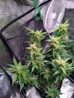 Unleashed Genetics Auto Sunburn Pineapple - ein Foto von Rugarray