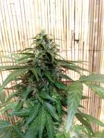 Unleashed Genetics Auto Sunburn Pineapple - ein Foto von ElmoUnleashed