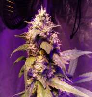 Unleashed Genetics Blackhead Burnt Cookies - ein Foto von ElmoUnleashed