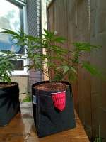 Ustad Seeds Diamond Kush - ein Foto von Growery