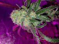 VIP Seeds Currant Kush - ein Foto von BudBabe30