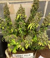 VIP Seeds Currant Kush - ein Foto von Alexahente